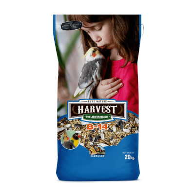 Harvest Parakeets A13
