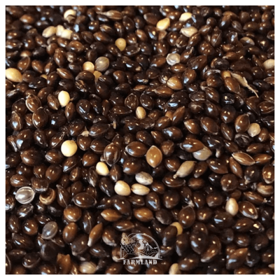 Black Millet