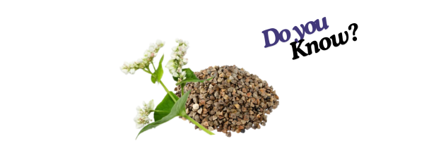 Buckwheat_6 Buckwheat_6