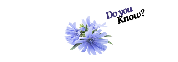 Chicory Seeds_6 Chicory Seeds_6