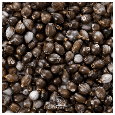 Coix seeds