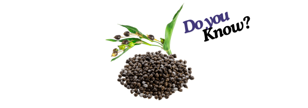Coix seeds_6 Coix seeds_6