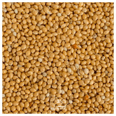 Cream Millet