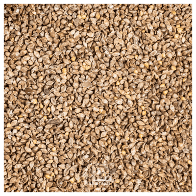 Japanese Millet