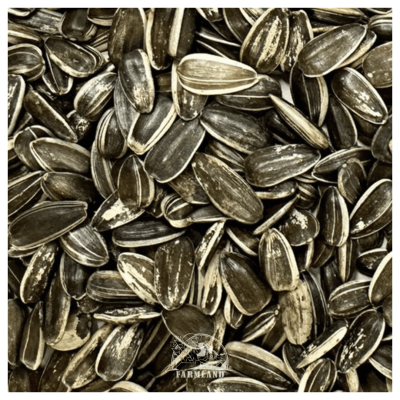 Large Hungary Striped Sunflower seeds