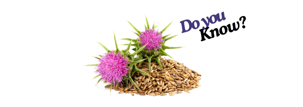 Maria Thistle seeds_6 Maria Thistle seeds_6