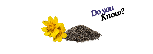 Niger Seeds_6 Niger Seeds_6