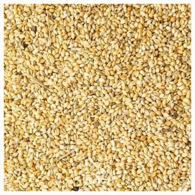 Panicum Millet