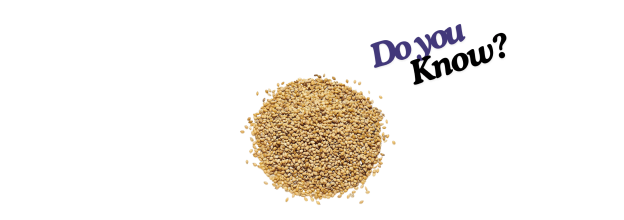Panicum Millet_6 Panicum Millet_6