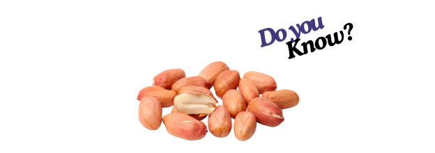 Peanut Kernel_6 Peanut Kernel_6