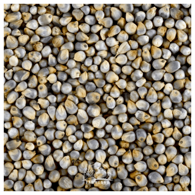 Pearl Millet
