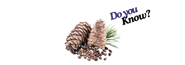Pine Nuts_6 Pine Nuts_6