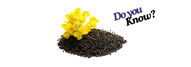 Rape Seeds_6 Rape Seeds_6