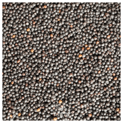 Rape seeds