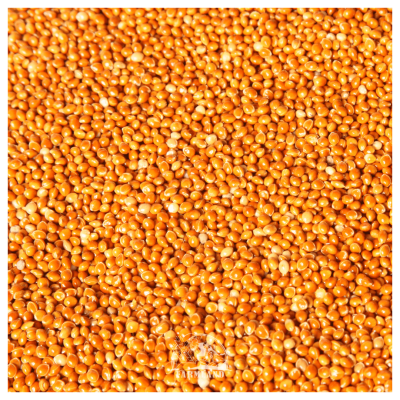 Red Foxtail Millet