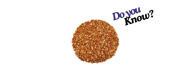 Red Foxtail Millet_6 Red Foxtail Millet_6
