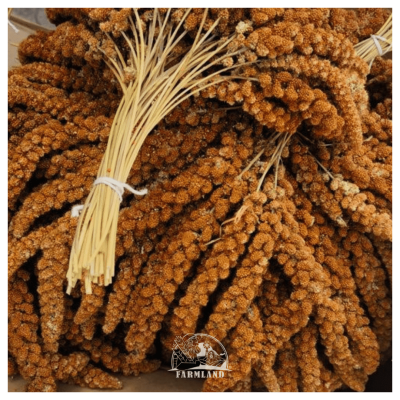 Red Millet Spray