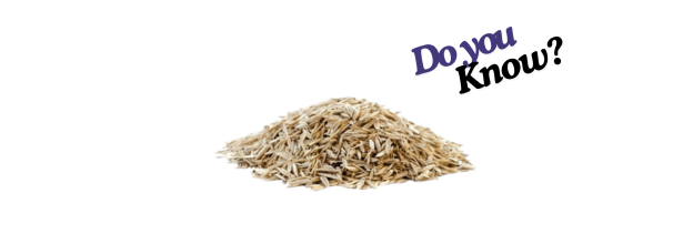 Rye-Grass Seeds_6 Rye-Grass Seeds_6