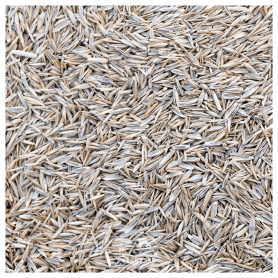 Rye-Grass seeds
