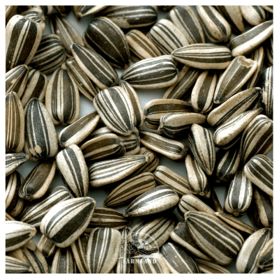 Small Iregi Hungary Striped Sunflower seeds