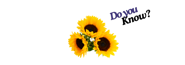 Small Iregi Hungary Striped Sunflower seeds_6 Small Iregi Hungary Striped Sunflower seeds_6