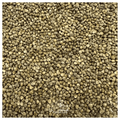Spinach seeds