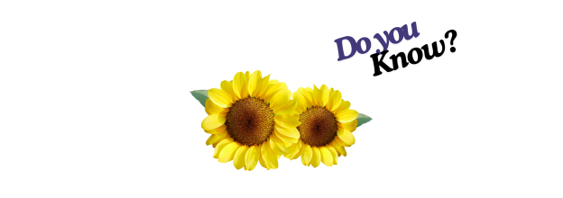 Sunflower Seeds No.20_6 Sunflower Seeds No.20_6