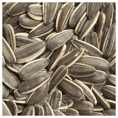 Sunflower seeds No-20