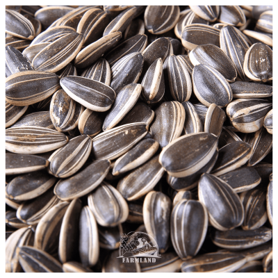 Sunflower seeds No-22