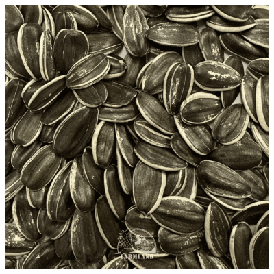 Sunflower seeds No-24
