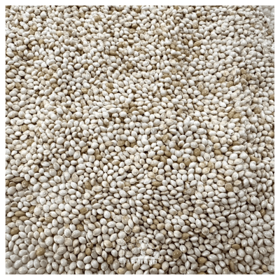 White Proso Millet