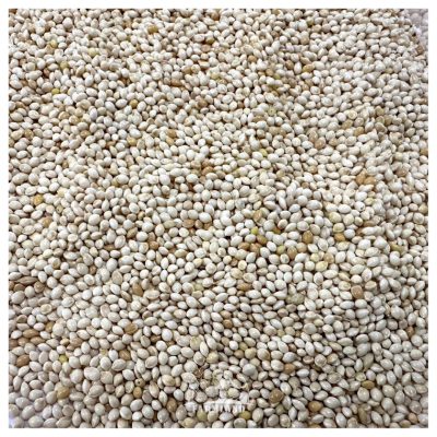 White Proso Millet_2