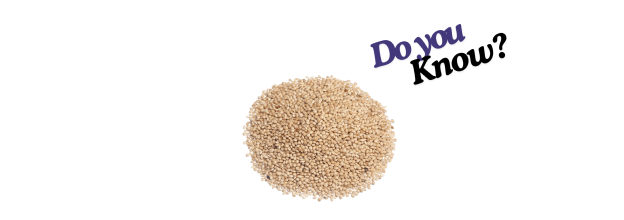 White Proso Millet_6 White Proso Millet_6